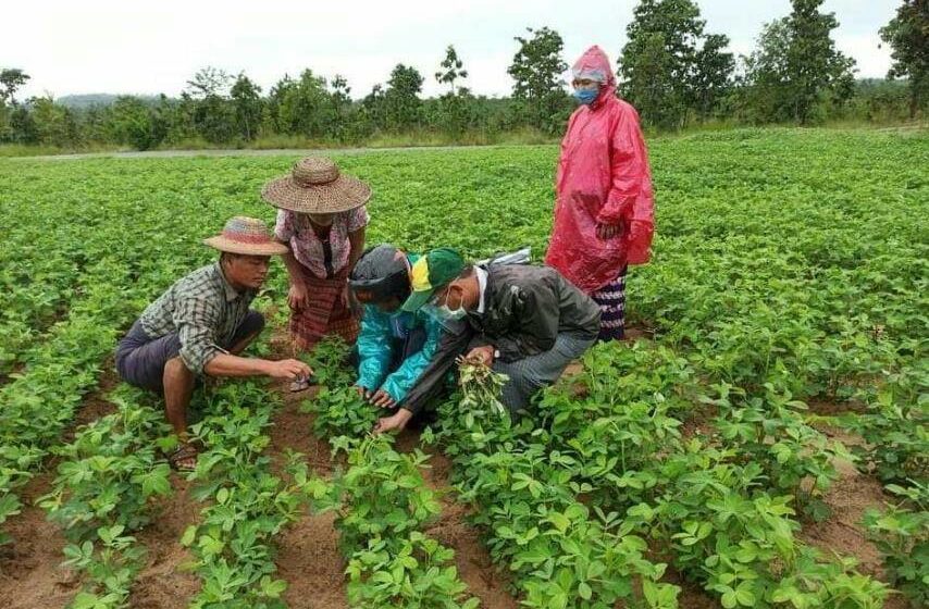ဆောင်းရာသီ မြေပဲစိုက်ခင်းတွင် ပိုးမွှားရောဂါကာကွယ်နှိမ်နင်းရေး ဆောင်ရွက်