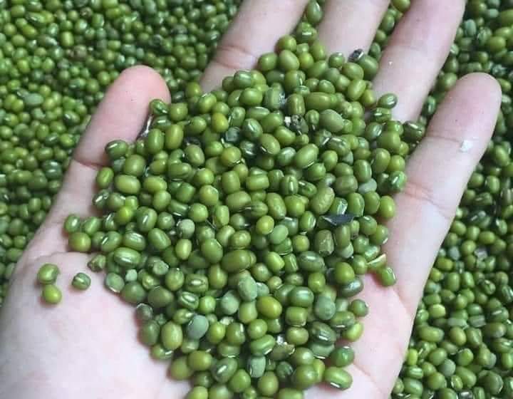 ဒေါ်လာစျေးကျဆင်းမှုနှင့်အတူ ပြည်တွင်း ပို့ကုန်ပဲပေါက်စျေးများ ကျဆင်းသွားပြီး ဆောင်းသီးနှံစိုက်ပျိုးရန် ပဲမျိုးစျေးကွက်သာ အရောင်းအဝယ်ရှိနေ