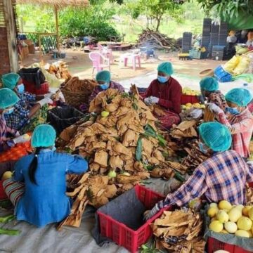 မန္တလေးရှိ သရက်ခြံများမှ သရက်သီးများကို ပိုးမွှားသုတေသန ဆောင်ရွက်နေ