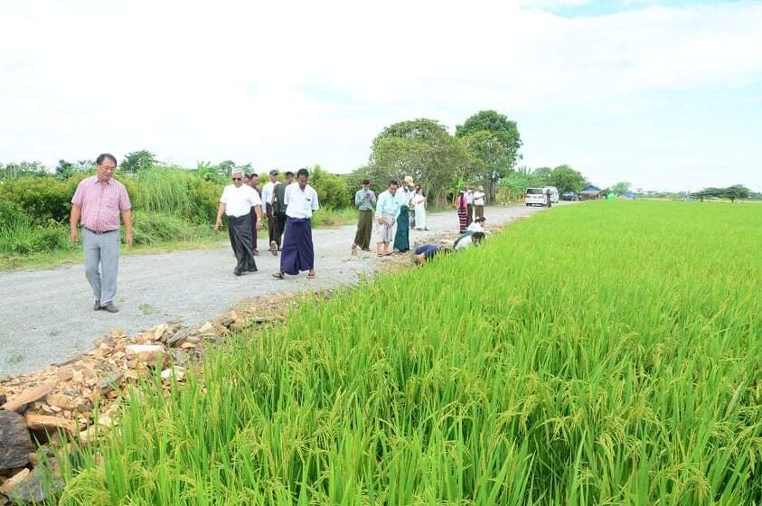 ပြည်တွင်းစားသုံးမှု ဈေးကွက်တွင်သာမက နိုင်ငံခြားတင်ပို့သည့် ဆန်ဈေးကွက်တွင်ပါ ဈေးကောင်းရရှိလာသည့် GW-11 စပါးမျိုးကို တောင်သူများ စိုက်ပျိုးရန်စိတ်ဝင်စားလာ