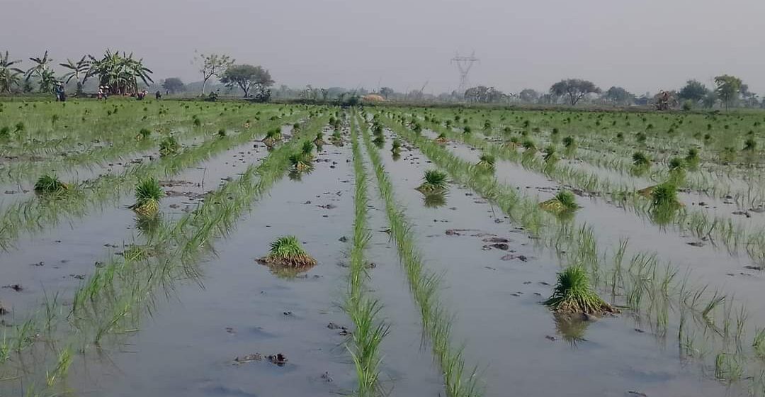 စပါးအထွက်နှုန်းကောင်းစေရန် ပေါင်းမြက်ကို စနစ်တကျနှိမ်နင်းရန် လိုအပ်