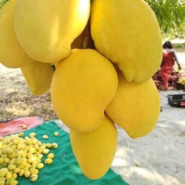 ပေါ်ဦးပေါ်ဖျားဖြစ်ပြီး အထွက်နှုန်းနည်းသောကြောင့် စိန်တလုံးသရက်သီးများမှာ ယမန်နှစ်ထက် ဈေးနှစ်ဆ ပေါက်ဈေး ရှိနေ