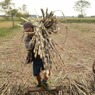 လာမည်ကြံရာသီ၌ သကြားဈေးကွက်တွင် လက်ရှိဈေးထက်နိမ့်ကျဖွယ်မရှိ