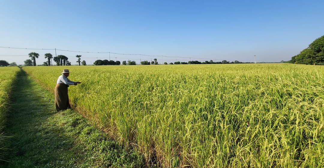 စပါးဈေးမြင့်ပြီး တောင်သူလက်ဝယ် စပါးမရှိသလောက် နည်းပါးပြီး ဆန်ဈေးအတက်ဘက် ဦးတည်နိုင်