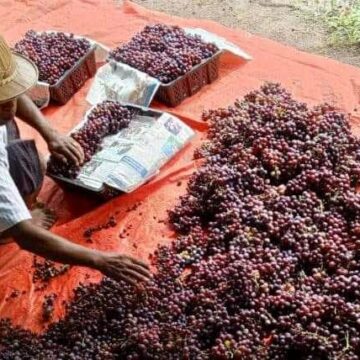 စျေးကွက်အတွင်း စပျစ်သီးမှည့်များ စျေးနှုန်းကောင်းများရရှိနေ