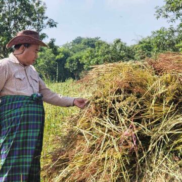 တရုတ်တင်ပို့ရန်လိုအပ်ချက်များလာတာကြောင့်နှမ်းနက်ဈေးကွက် ဆက်လက် မြင့်တက်လာ