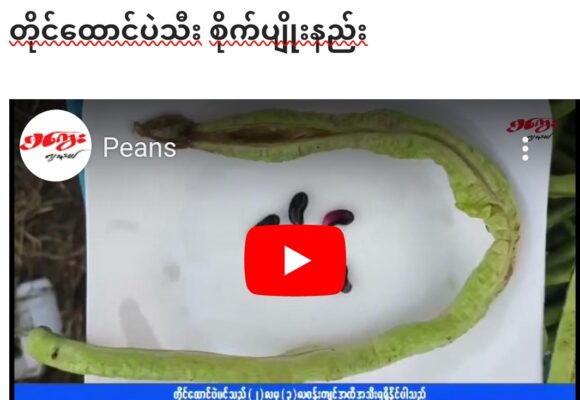 တိုင်ထောင်ပဲသီး စိုက်ပျိုးနည်း