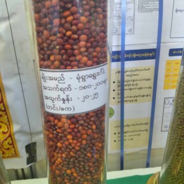 ပို့ကုန်သီးနှံ ပဲစင်းငုံကို လာမည့် စိုက်ပျိုးရာသီတွင် တိုးချဲ့စိုက်ပျိုးသင့်