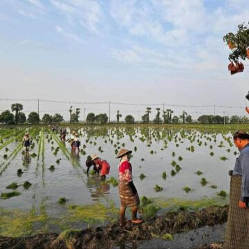ပြည်တွင်းစပါးဈေးကောင်းမွန်တာကြောင့် နွေစပါးကို တိုးမြင့်စိုက်ပျိုးလာ