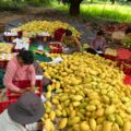 မြန်မာ့စိန်တလုံးသရက်သီး  ပေါ်ဦးပေါ်ဖျား ဈေးကောင်းရရှိ