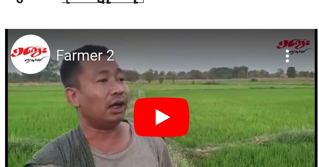 နွေစပါးစိုက်ပျိုးရေး
