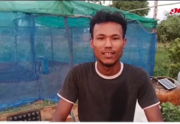 မီးဖိုချောင်သုံး ပဲကတ္တီပါ စိုက်ပျိုးရေး