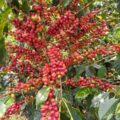 မြေလွတ်၊ မြေလပ်၊ မြေရိုင်းများအဓိကထား အသုံးပြု၍ ကော်ဖီစိုက်ဧကများ တိုးချဲ့စိုက်ပျိုးသွားမည်