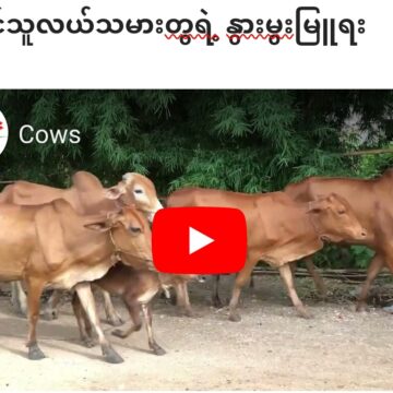 တောင်သူလယ်သမားတို့ရဲ့ နွားမွးမြူ ရေး